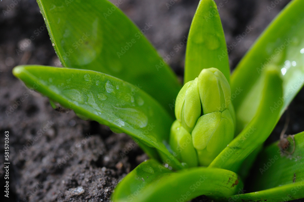 close up of plant