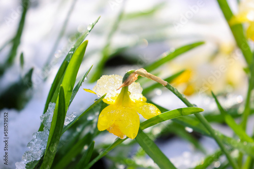 Photography Frozen snow on Spring daffodil