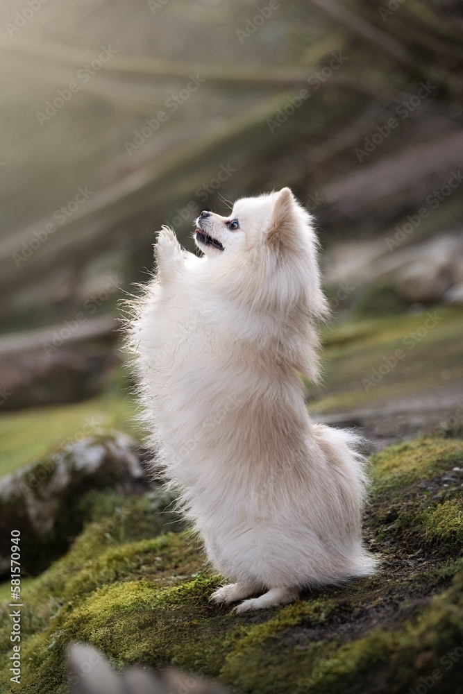 Fototapeta premium fluffy dog