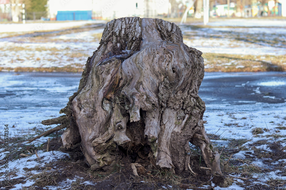 The old tree was cut down, leaving a stump with roots on the surface. The rotten tree