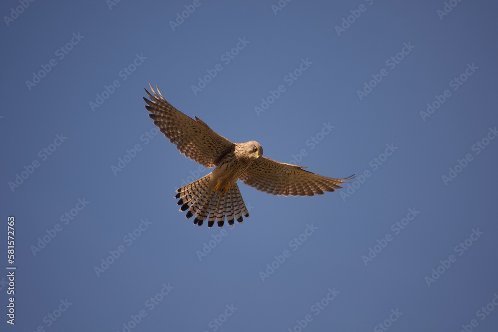 Obraz premium kestrel in flight