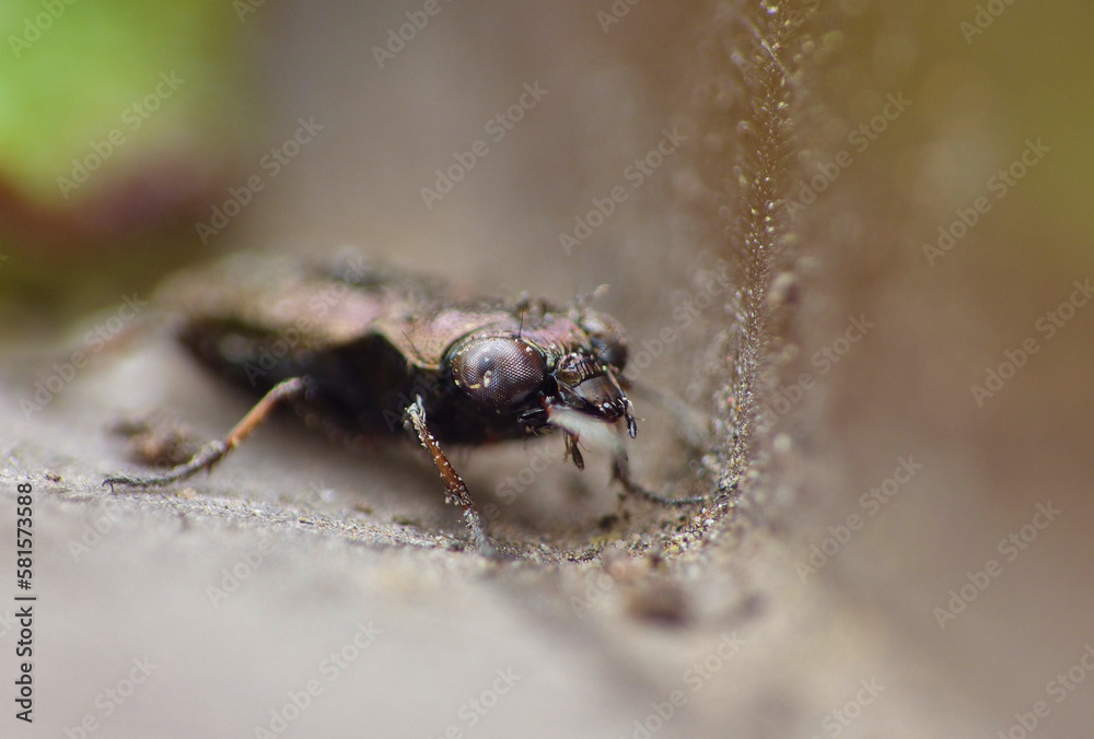 Ground Beetle Ground Beetle