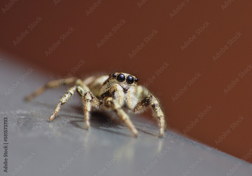 Jumping spider