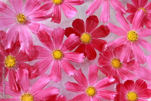 Garden Cosmos or Mexican aster. Purple pink Cosmos flower different colors. Flowers background. Cosmos Bipinnatus . Top view. Petals. Various garden flowers. Abstract collage. Floral card design