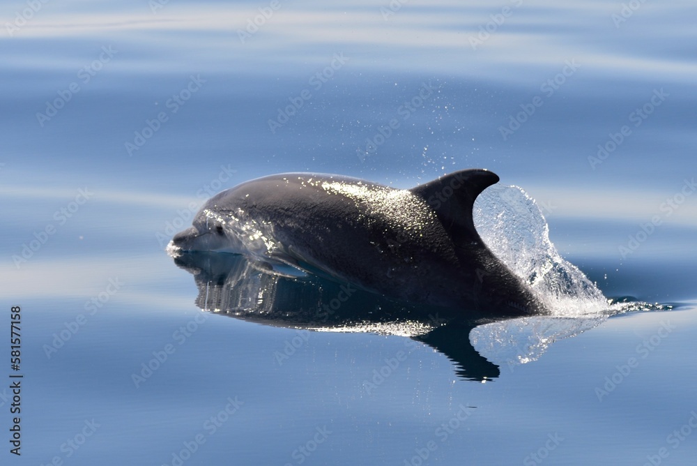 Obraz premium Grand dauphin