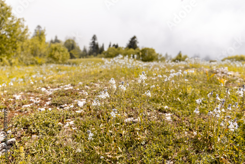 Mountain meadow full of blooming wild white heath speedwell flowers (Veronica officinalis) in Khvamli Mountain range in Racha region in Georgia. © Cleop6atra