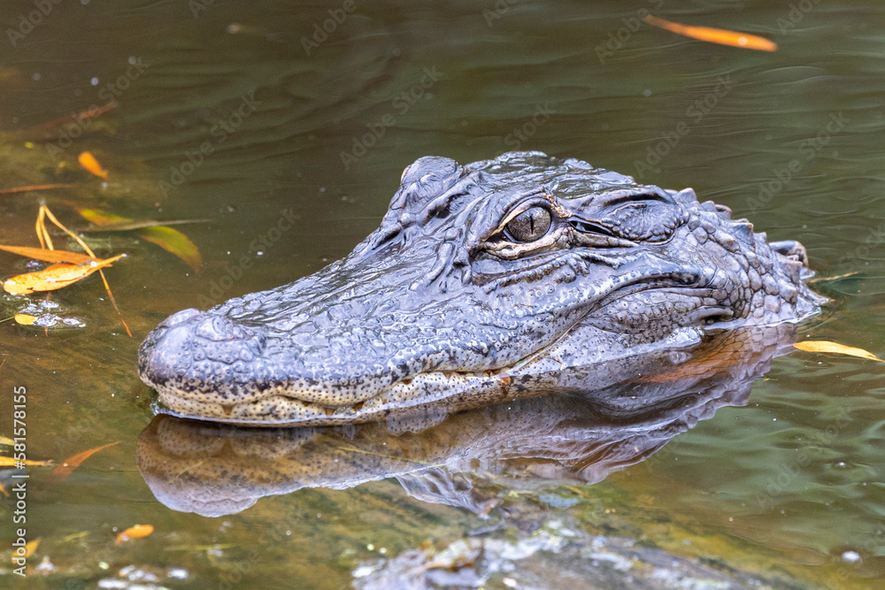 Fototapeta premium Alligator in Alligator River National Wildlife Refuge