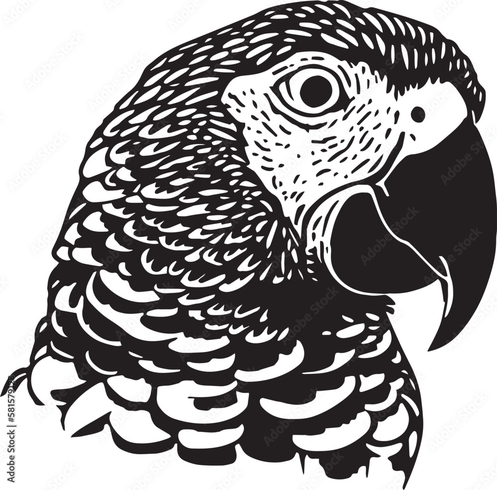 Parrot head Vector illustration, on a isolated background, SVG