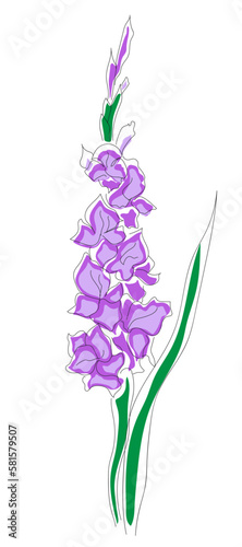 Gladiolus in line art style with purple coloring. Isolated vector illustration. Linear floral pattern for a postcard template, logo, sketch, tattoo.