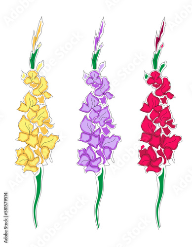A set of gladioli in the style of line art. Isolated vector illustration. Linear floral pattern with coloring in the colors purple, red, yellow. Template, logo, sketch.