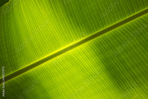 Hoja verde de plátano photo