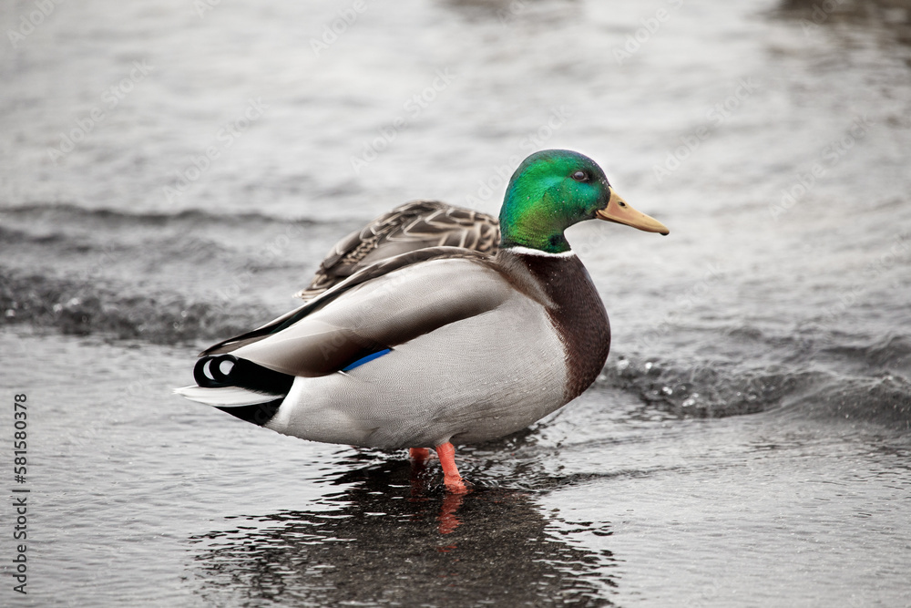 Duck. Mallard hang out on Pirita beach in Estonia in early spring. Duck. Mallard hang out on Pirita beach in Estonia in early spring.