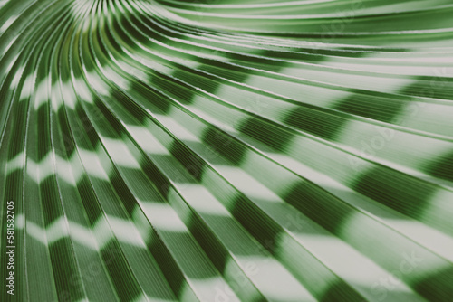 Palm Leaves texture with shadow. Tropical Palm Leaves. Floral pattern background. Palm leaves. Good shadow falls. Graphic drawing on a Palm Leaf. Natural pattern. Natural beautiful background. Exotic