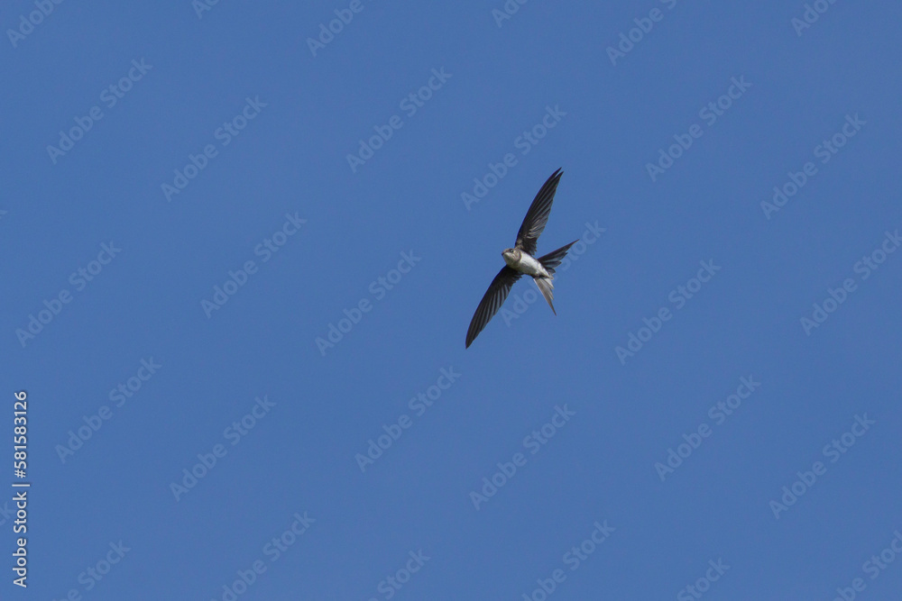 The flight of the Fork-tailed Palm-Swift also known as Andorinha. Species Achornis squamata. Birdwatching. Birding. Swallow.