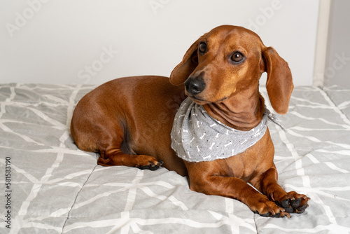 dog with bandana © Vinicius