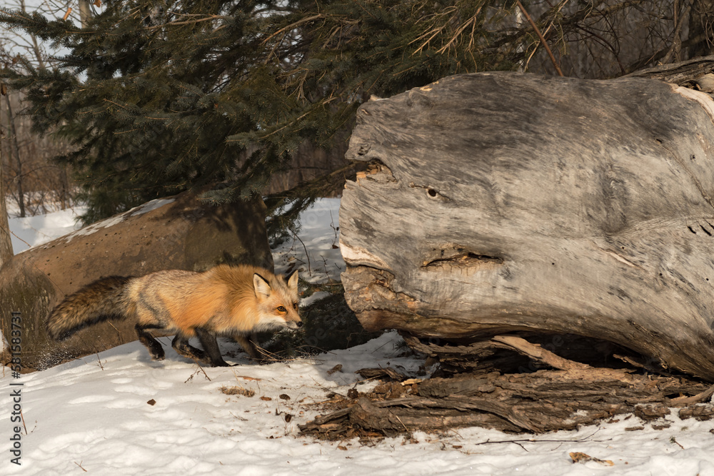 Red Fox (Vulpes vulpes) Walks Near Log Winter Red Fox (Vulpes vulpes) Walks Near Log Winter