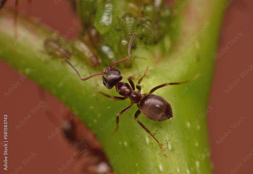ants and aphids ants and aphids