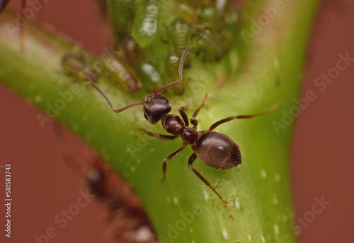 ants and aphids © jordan
