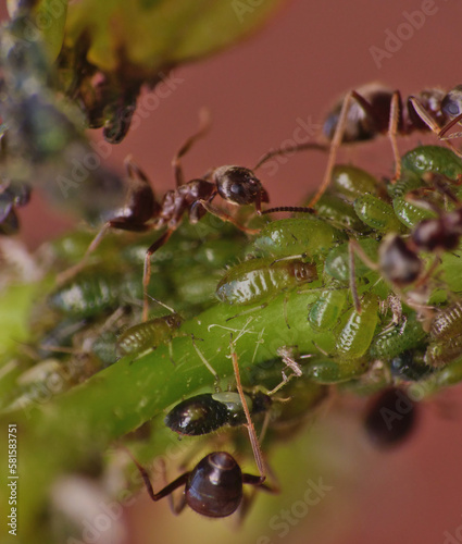 ants ans aphids © jordan