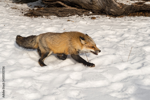 Fototapeta Naklejka Na Ścianę i Meble -  Red Fox (Vulpes vulpes) Runs RIght Across Snow Winter