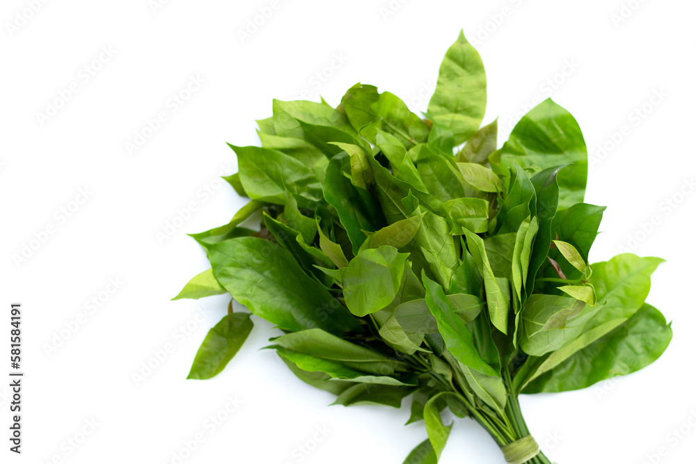 Baegu or Melinjo leaves on white background. Baegu or Melinjo leaves on white background.