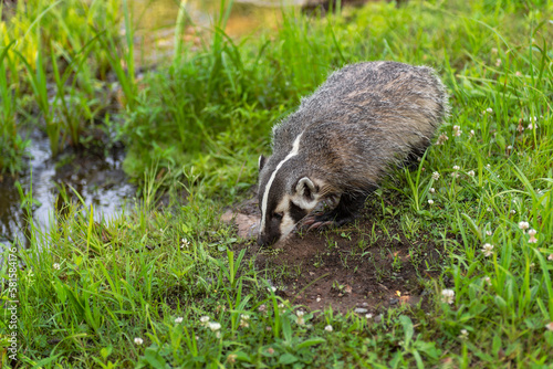 North American Badger (Taxidea taxus) Cub Sniffs at Clear Patch of Ground Summer