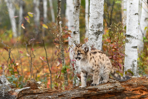 Cougar Kitten (Puma concolor) Stands on Log Looking Left Autumn