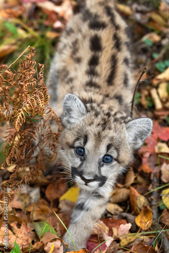 Cougar Kitten (Puma concolor) Looks Up Stepping Forward Through Leaves Autumn © geoffkuchera