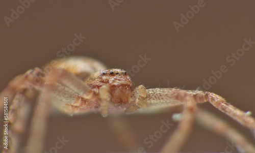 spider photo