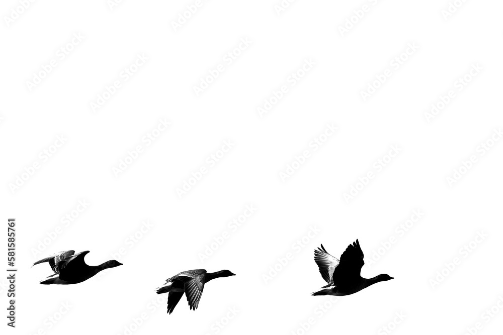 Obraz premium Three geese bird silhouettes flying against white background