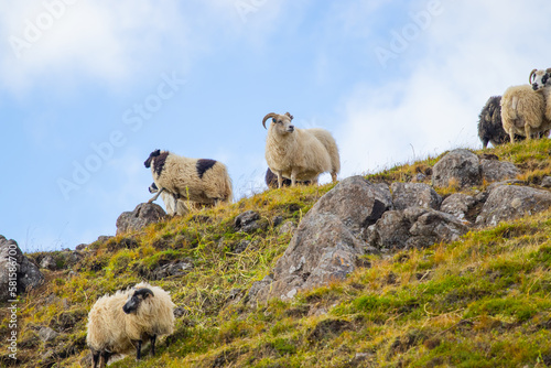 Icelandic Sheep Graze at Mountain Meadow, Group of Domestic Animal in Clear Nature. Beautiful Highlands in Iceland. Ecologically Clean Lamb Meat and Wool Production. Scenic Area