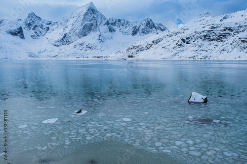 Lonely seal on Lofoten island photo