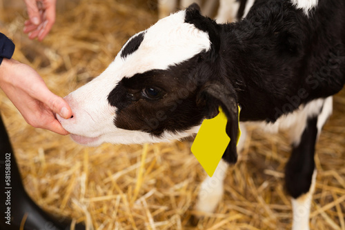 Veterinarian examining mouth of calf at dairy farm photo