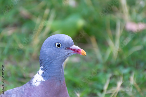 A small dove looks directly into the camera lens