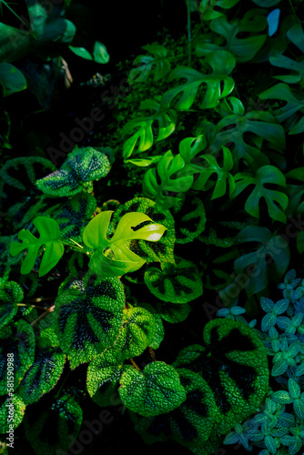 Creative nature green background, tropical leaf