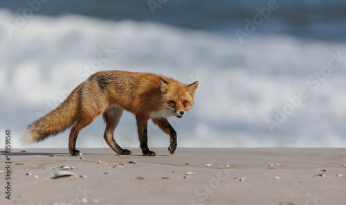 A red fox on the beach  © Harry Collins