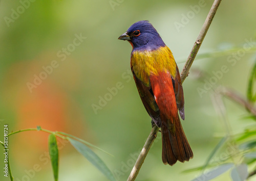 A painted bunting in Florida 