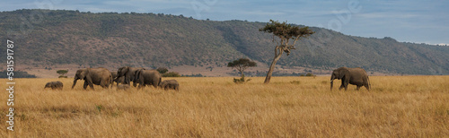 Elephant Panorama in the Maasai Mara, Africa  © Harry Collins