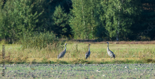 Three Cranes Grus grus  in summertime
