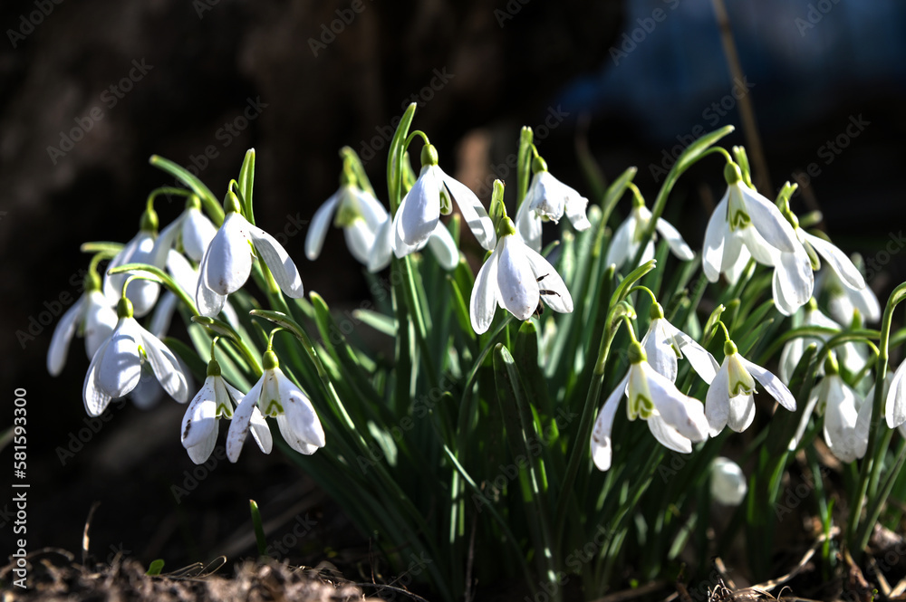 Common snowdrop - Galanthus nivalis. Common snowdrop - Galanthus nivalis.