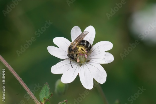 Closeup on a small furrow bee, Lasioglossum in a white Geranium robertianum flower