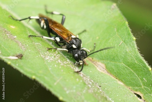 Closeup on a colorful sawfly species , Macrophya duodecimpunctata, sitting on a green leaf in the forrest