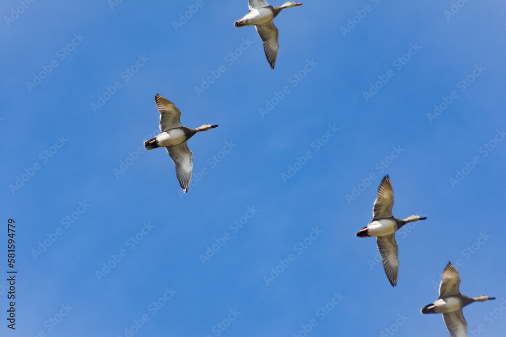 Obraz premium Gadwalls Flying