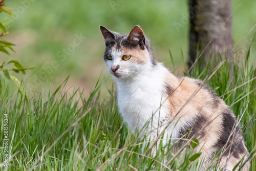 Cute domestic cat in alert close-up portrait among green grass.