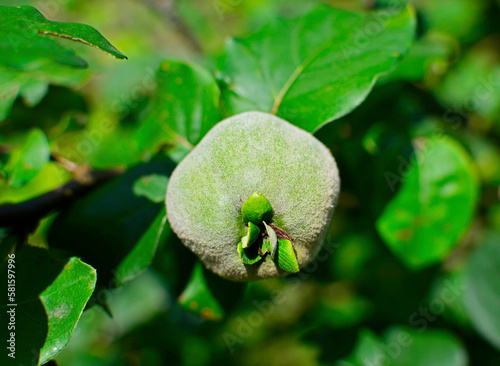 Niedojrzałe, omszone owoce pigwy - Unripe fruit of quince 