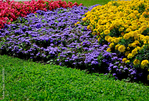 kwiaty letnie, kwiatowy dywan, żeniszek, aksamitka, szałwia, ageratum, salvia splendens, tagetes, colorful flowerbed	