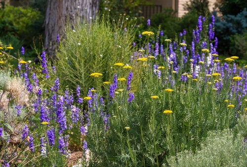 A Xeriscape garden filled with flowering Golden Yarrow plants of various sizes and Purple Larkspur plants.