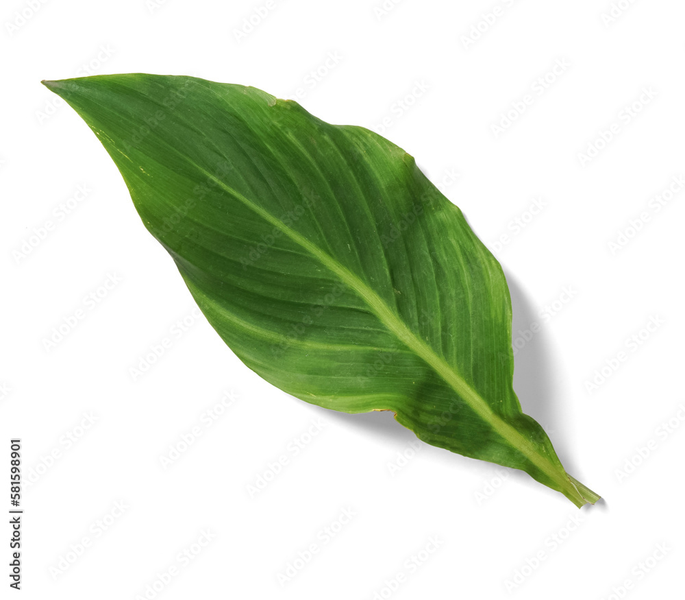 Obraz premium Indian Canna Leaf