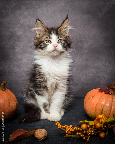 Cute cat from a shelter sits near the pumpkins