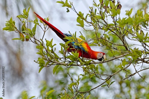 ara arakanga (Ara Macao) Scarlet macaw, Mexico photo